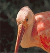 Aruba Bird